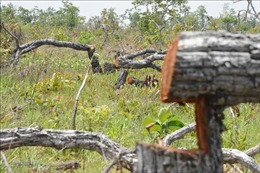Vụ phá rừng quy mô lớn ở Đắk Lắk: Xử lý nghiêm theo quy định của pháp luật