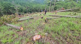 Khẩn trương điều tra vụ triệt hạ gần 2ha rừng thông Đà Lạt