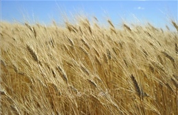 Sản lượng lúa mì giảm tại Mỹ sẽ tạo thêm sức ép đối với thị trường quốc tế