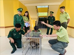 Bàn giao Khỉ mốc và Tê Tê cho vườn Quốc gia Vũ Quang