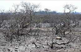 Hà Tĩnh: Sớm xác định nguyên nhân rừng ngập mặn chết trắng