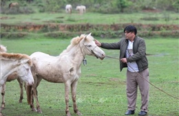 Mô hình nuôi ngựa bạch mang lại hiệu quả kinh tế cao tại Bắc Giang