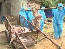 Quảng Bình: Khẩn trương phòng, chống bệnh dịch tả lợn châu Phi