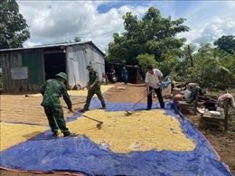 Đắk Lắk: Mưa lũ khiến hơn 2.200 ha lúa ở huyện Lắk bị thiệt hại