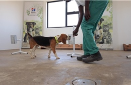 Namibia: Sử dụng chó được huấn luyện để phát hiện bệnh COVID-19