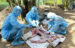Điều tra, thống kê số lợn có phản ứng, chết sau tiêm vaccine dịch tả lợn châu Phi