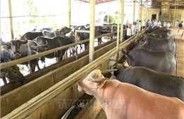 Cơ hội mới từ chăn nuôi đại gia súc