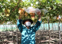 Ninh Thuận thúc đẩy phát triển sản xuất nông nghiệp sạch 