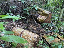 Sẽ khởi tố bổ sung vụ khai thác gỗ trái phép tại Sa Thầy, Kon Tum