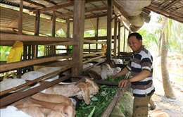 Nông dân vùng biên giới có thêm thu nhập từ nghề nuôi dê thịt