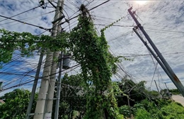 Những đường dây điện &#39;tử thần&#39; trong khu dân cư ở Ninh Thuận