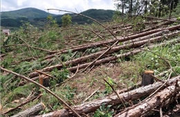 Lâm Đồng: Phát hiện vụ cưa hạ hàng trăm cây thông ba lá trên 20 năm tuổi