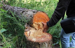 Lâm Đồng khẩn trương điều tra vụ phá trắng rừng thông 20 năm tuổi