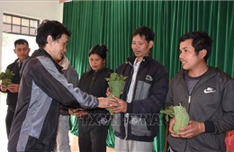 Kon Tum trao 10.000 cây Sâm Ngọc Linh giống cho 262 hộ nghèo