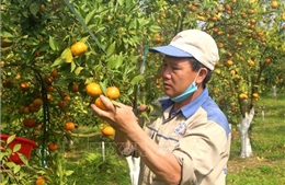 Vựa cam xứ Thanh vào mùa thu hoạch Tết 