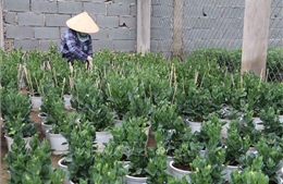 Nhiều hộ trồng hoa ở Trà Vinh lo hoa Tết nở muộn