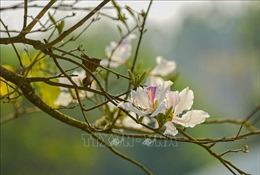 Sắc hoa ban đầu mùa nơi thung lũng Mường Thanh