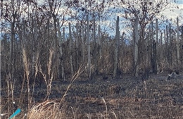 Hàng chục hecta cây keo, hồ tiêu tại Gia Lai bị thiêu rụi