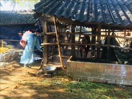 Quảng Ngãi: Cấp bách phòng chống dịch bệnh cho đàn gia súc