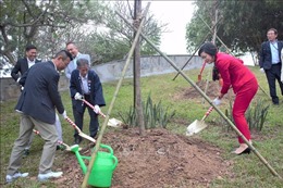Hà Nội tiếp nhận, trồng 110 cây hoa Anh đào tại Công viên Hòa Bình