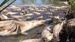 Cá chết dày đặc gây ô nhiễm sông tại Australia 