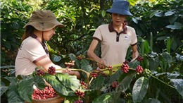 Nâng tầm giá trị cà phê Việt - Bài 3: Hình thành chuỗi liên kết bền vững 