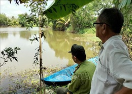 Xuất hiện cá sấu ở các ao, kênh trên địa bàn xã Long Thạnh, tỉnh Bạc Liêu