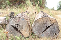 Chờ thanh lý, hàng chục mét khối gỗ tang vật sắp thành phế liệu