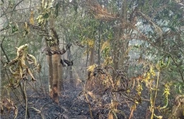 Cao điểm hanh khô, Lai Châu tăng cường phòng cháy, chữa cháy rừng