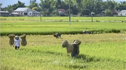Mùa thu hoạch lúa trên cánh đồng Mường Thanh