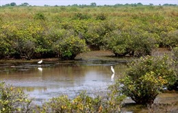 Xử lý nghiêm đối tượng phá rừng tại Vườn Quốc gia Xuân Thủy