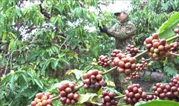 Nghịch lý cà phê tăng giá nhưng người nông dân không vui
