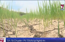 Hàng nghìn ha lúa ở Nghệ An thiếu nước trầm trọng 