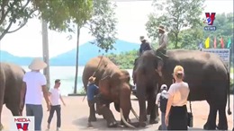 Đắk Lắk mở tiệc buffet chiêu đãi đàn voi nhà