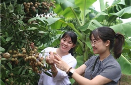 Hấp dẫn với tour trải nghiệm vườn nhãn ở Hưng Yên