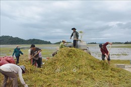 Đắk Lắk: Khuyến cáo người dân thu hoạch sớm diện tích lúa bị ngập 