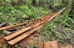 Gia Lai: Triệt phá vụ khai thác gỗ trái phép quy mô lớn tại rừng giáp ranh