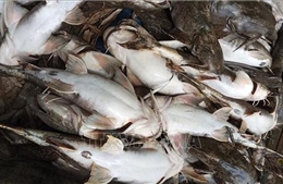 Cá đặc sản ở Tuyên Quang bất ngờ chết hàng loạt