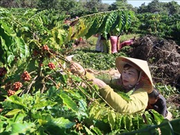 Niềm vui nhân đôi với người trồng cà phê