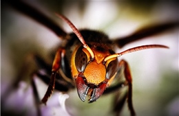 Cấp cứu thành công một người bị ong bắp cày đốt hơn 50 vết