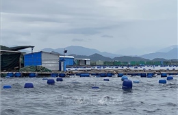 Giải pháp phát triển bền vững nghề nuôi biển Việt Nam