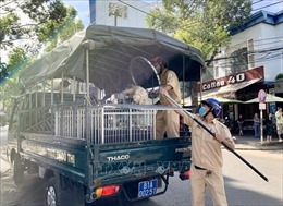 Địa phương đầu tiên ở Gia Lai xử lý chó thả rông: Người dân đồng tình