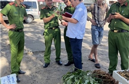 Xác minh 40 kg củ và lá giống sâm Ngọc Linh vận chuyển từ phía Bắc vào tỉnh Kon Tum