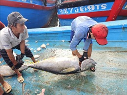 Ngư dân hồ hởi vào vụ đánh bắt cá ngừ đại dương
