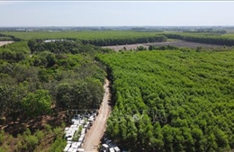 Đồng Nai chuyển đổi rừng sản xuất để xây Khu tái định cư Long Phước