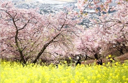 Mùa hoa anh đào mang đến hàng tỷ USD cho nền kinh tế Nhật Bản