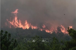 Chưa khống chế được đám cháy rừng ở Bảo Lộc (Lâm Đồng)