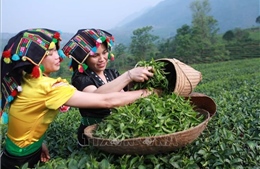 Đặc sắc cuộc thi hái chè, sao chè của nông dân Lai Châu 