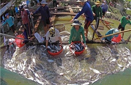 Đồng Tháp: Nâng chất lượng cá tra giống phục vụ vùng nuôi