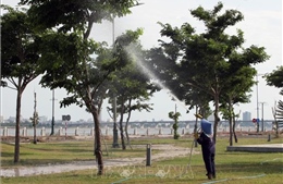 Phú Yên: Các dự án trồng, chăm sóc cây xanh được thực hiện đúng theo quy định